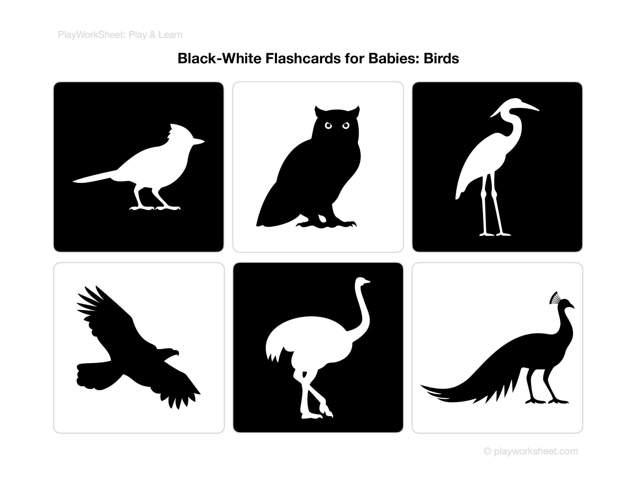 BlackWhite Bird Flashcards for Enhancing Early Visual Development of